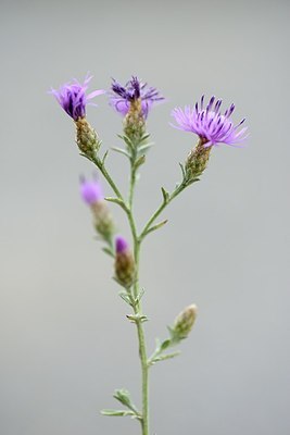BUITEN BEELD Foto: 179685