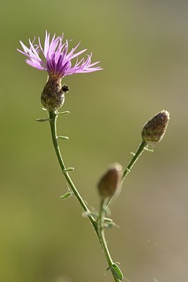 BUITEN BEELD Foto: 179692