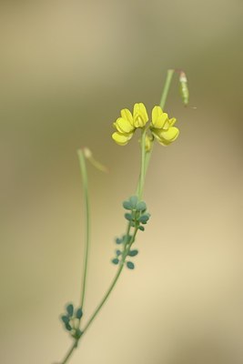 BUITEN BEELD Foto: 179705