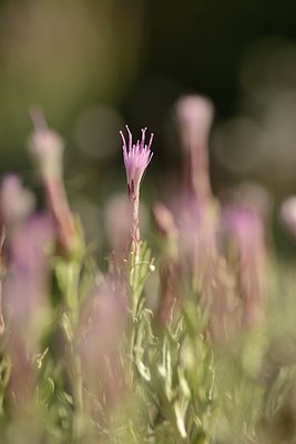 BUITEN BEELD Foto: 179706