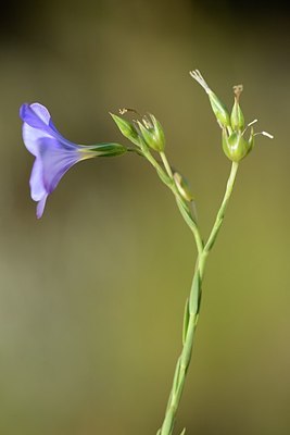 BUITEN BEELD Foto: 179721