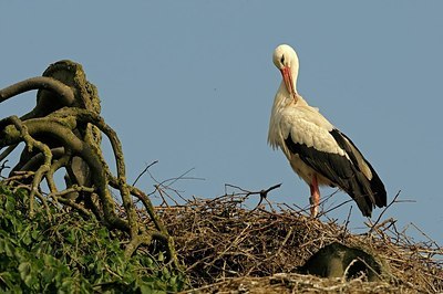 BUITEN BEELD Foto: 179762