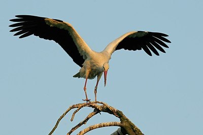 BUITEN BEELD Foto: 179764