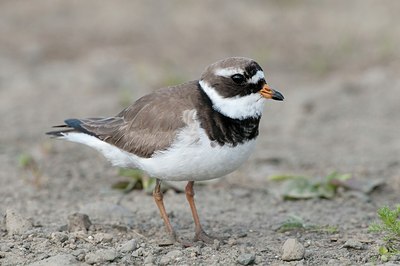 BUITEN BEELD Foto: 179778