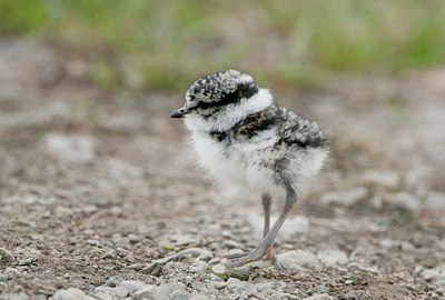 BUITEN BEELD Foto: 179781