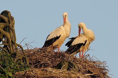 BUITEN BEELD Foto: 179832