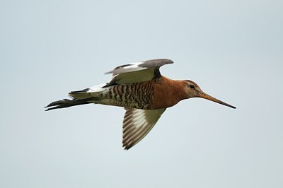 BUITEN BEELD Foto: 179864