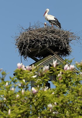 BUITEN BEELD Foto: 179868