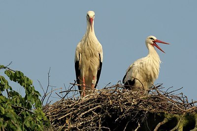 BUITEN BEELD Foto: 179871