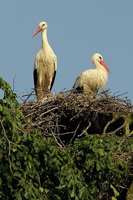 BUITEN BEELD Foto: 179872