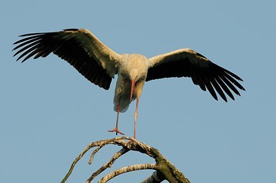 BUITEN BEELD Foto: 179873