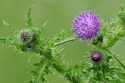 BUITEN BEELD Foto: 179877