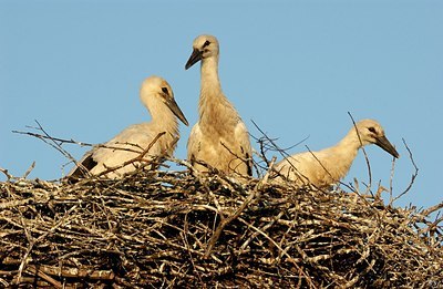 BUITEN BEELD Foto: 179886