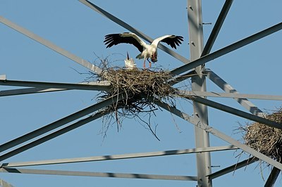 BUITEN BEELD Foto: 179887