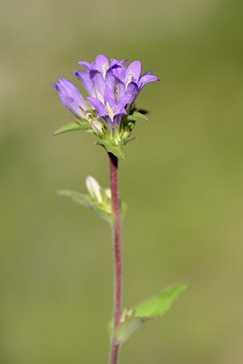 BUITEN BEELD Foto: 179909