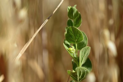 BUITEN BEELD Foto: 179914