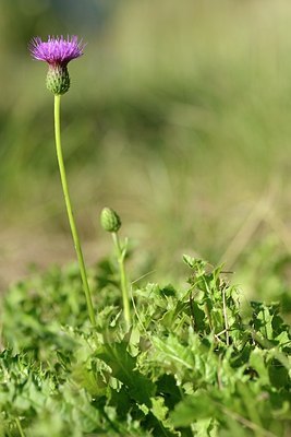 BUITEN BEELD Foto: 179930