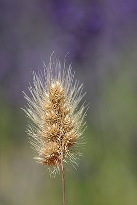 BUITEN BEELD Foto: 179937