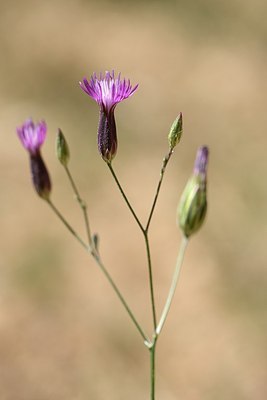 BUITEN BEELD Foto: 179943