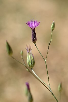 BUITEN BEELD Foto: 179945