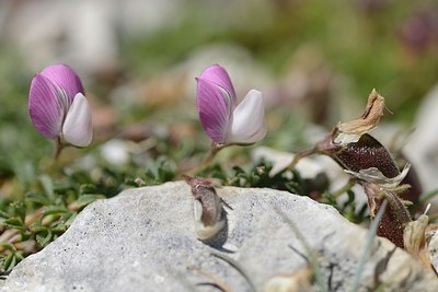 BUITEN BEELD Foto: 179954