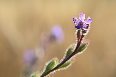 BUITEN BEELD Foto: 179957