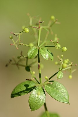 BUITEN BEELD Foto: 179964