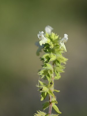 BUITEN BEELD Foto: 179973