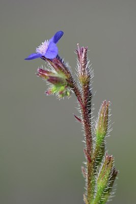 BUITEN BEELD Foto: 179975