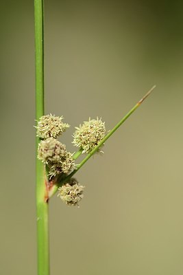 BUITEN BEELD Foto: 179992