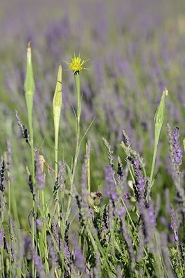 BUITEN BEELD Foto: 180014