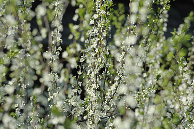 BUITEN BEELD Foto: 180063