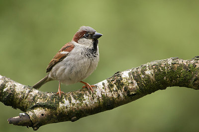 BUITEN BEELD Foto: 180080