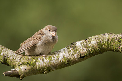 BUITEN BEELD Foto: 180081
