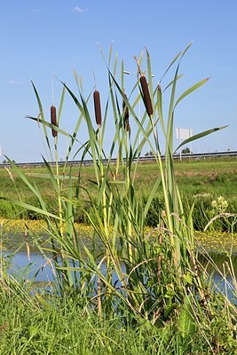 BUITEN BEELD Foto: 180095