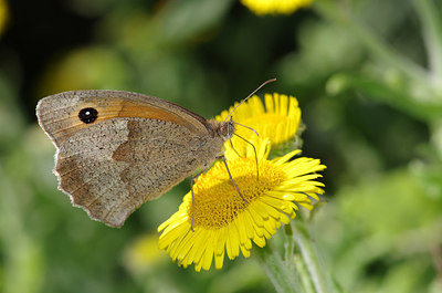 BUITEN BEELD Foto: 180165