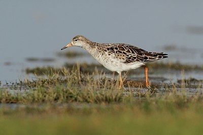 BUITEN BEELD Foto: 180170