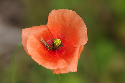 BUITEN BEELD Foto: 180178