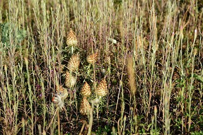 BUITEN BEELD Foto: 180241