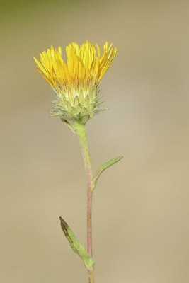 BUITEN BEELD Foto: 180283