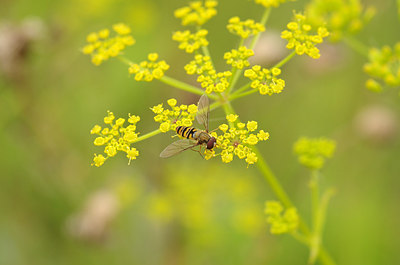 BUITEN BEELD Foto: 180330