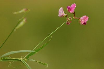 BUITEN BEELD Foto: 180395