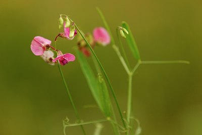 BUITEN BEELD Foto: 180396