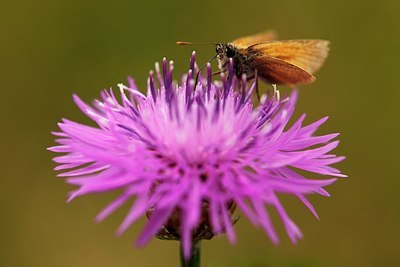 BUITEN BEELD Foto: 180399