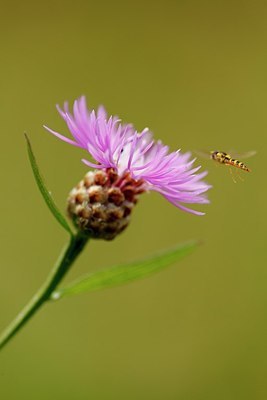 BUITEN BEELD Foto: 180402