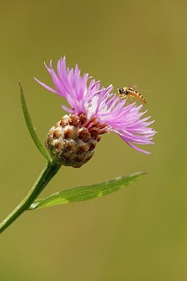 BUITEN BEELD Foto: 180403
