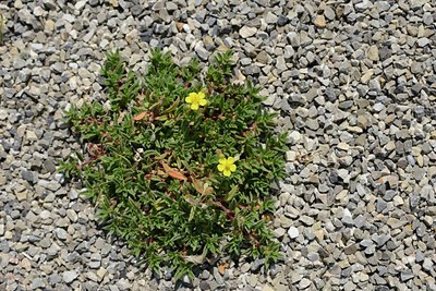 BUITEN BEELD Foto: 180463
