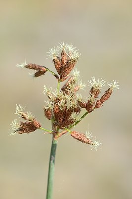 BUITEN BEELD Foto: 180489