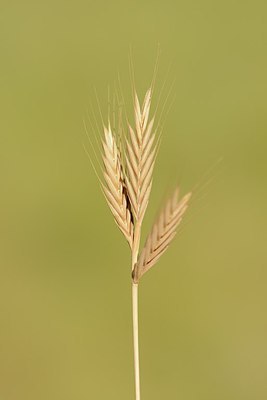 BUITEN BEELD Foto: 180495