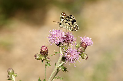 BUITEN BEELD Foto: 180506